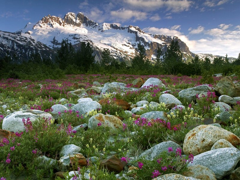 Wildflowers in Mountain Valley — Purple, Serene, Summer