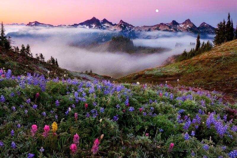 Wildflowers in Mountain Valley — Purple, Serene, Sunrise