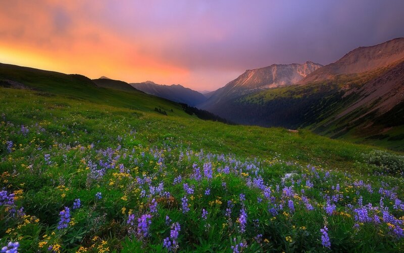 Wildflowers in Mountain Valley — Purple, Serene, Sunset, Photograph