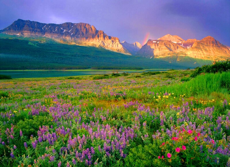Wildflowers in Mountain Valley — Purple, Serene, Sunset