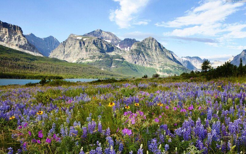 Wildflowers in Mountain Valley — Purple, Serene