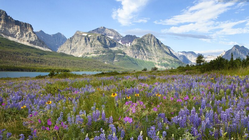 Wildflowers in Mountain Valley — Purple