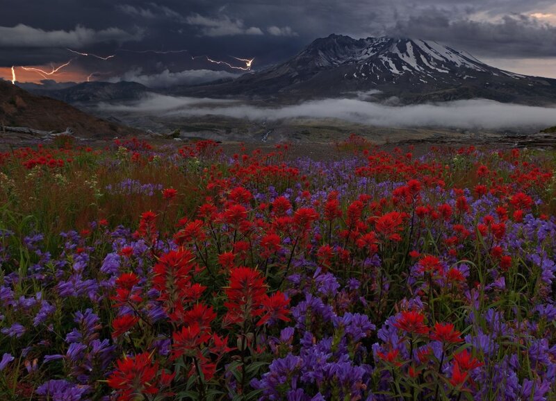 Wildflowers in Mountain Valley — Red, Dramatic, Night