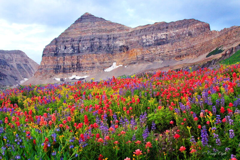Wildflowers in Mountain Valley — Red, Serene