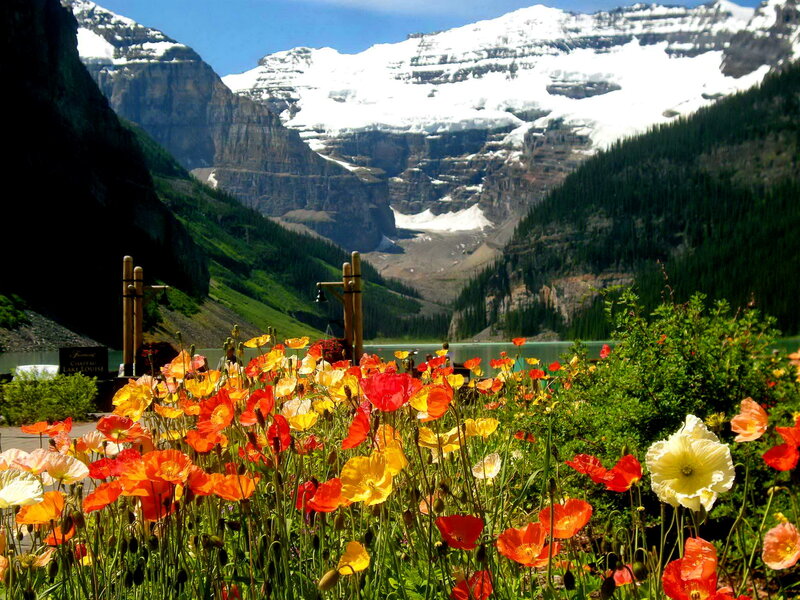 Wildflowers in Mountain Valley — Red