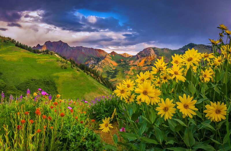 Wildflowers in Mountain Valley — Yellow, Dramatic, Sunset