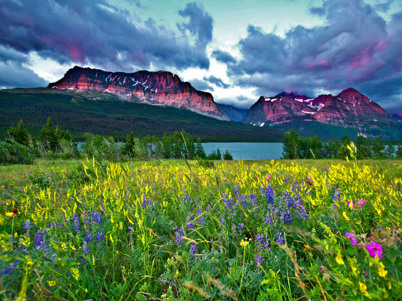 Wildflowers in Mountain Valley — Yellow, Dramatic