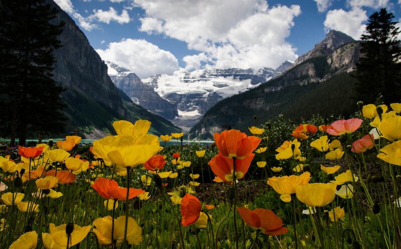 Wildflowers in Mountain Valley — Yellow, Serene, Summer, Photograph