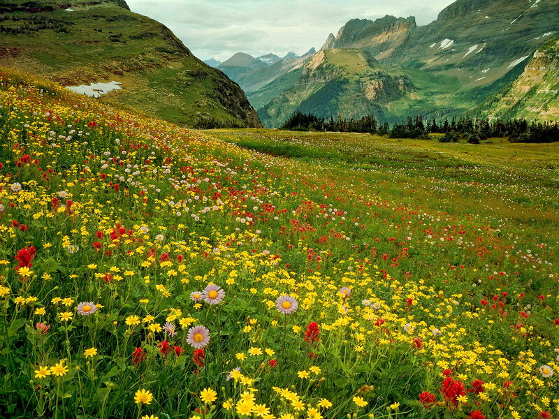 Wildflowers in Mountain Valley — Yellow, Serene, Summer
