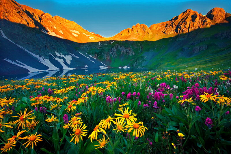 Wildflowers in Mountain Valley — Yellow, Serene, Sunset