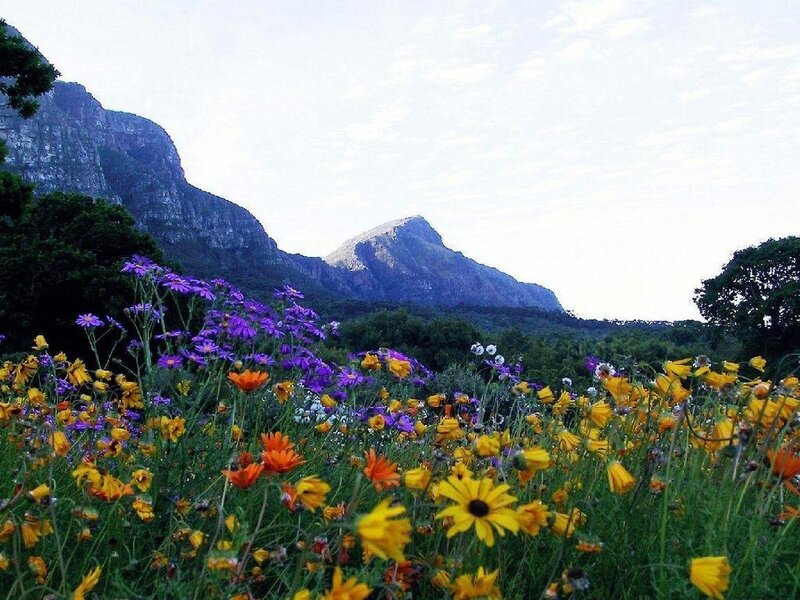 Wildflowers in Mountain Valley — Yellow, Serene