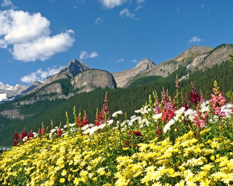Wildflowers in Mountain Valley — Yellow