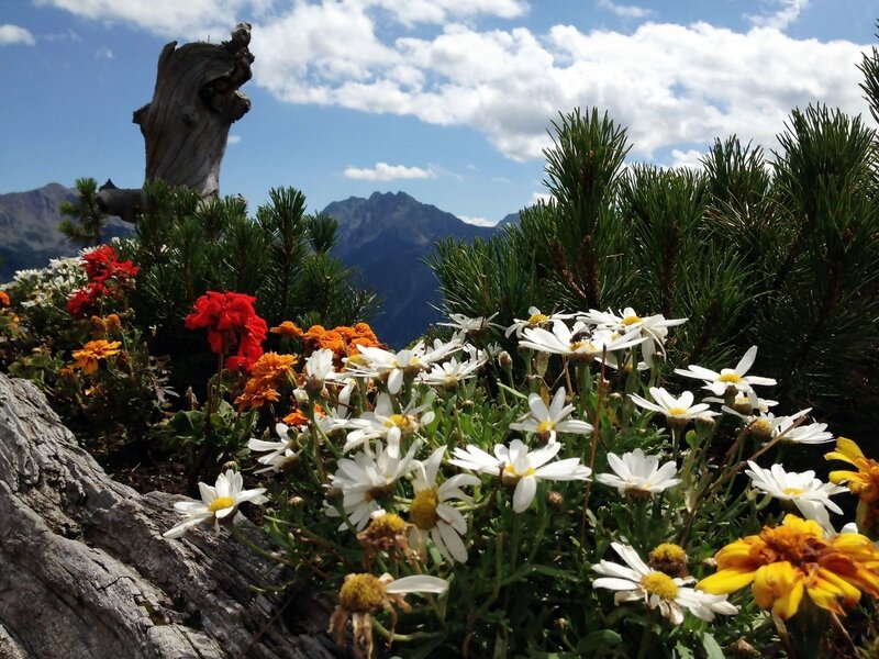Wildflowers in Mountain — White