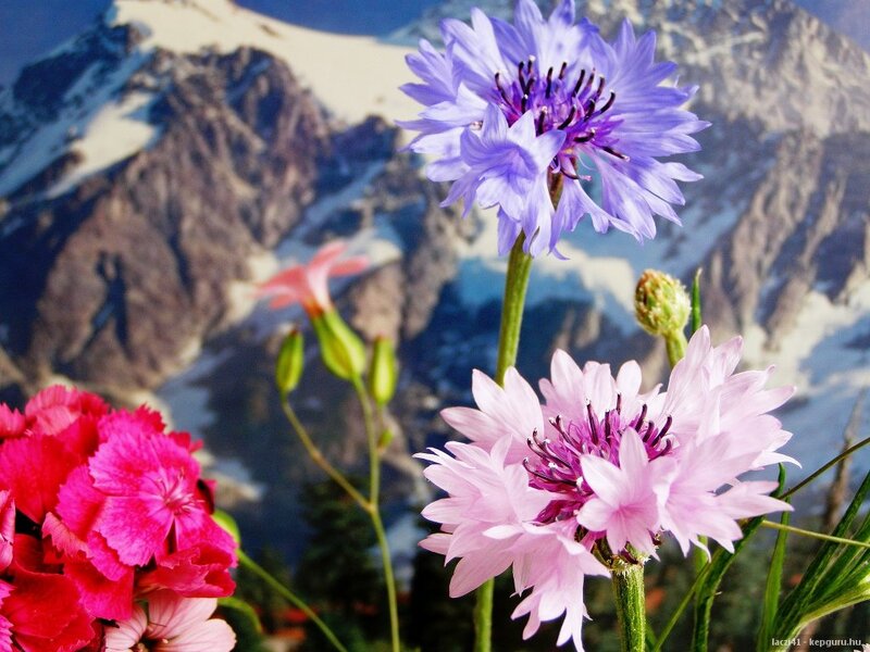 Wildflowers in Mountains