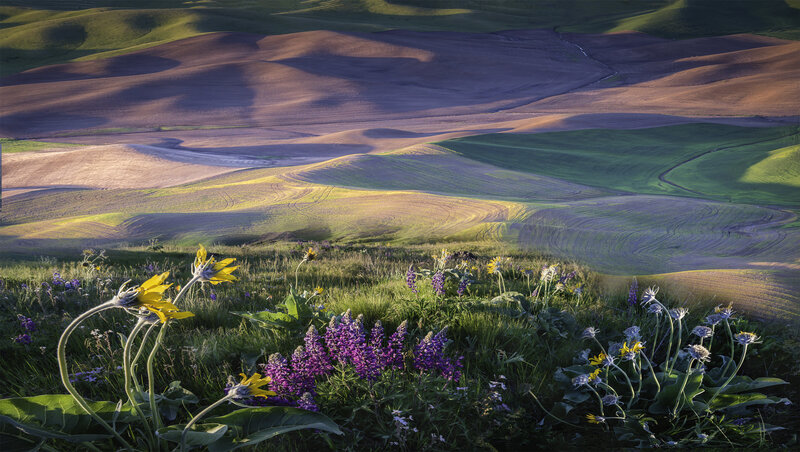 Wildflowers in Rolling Hills