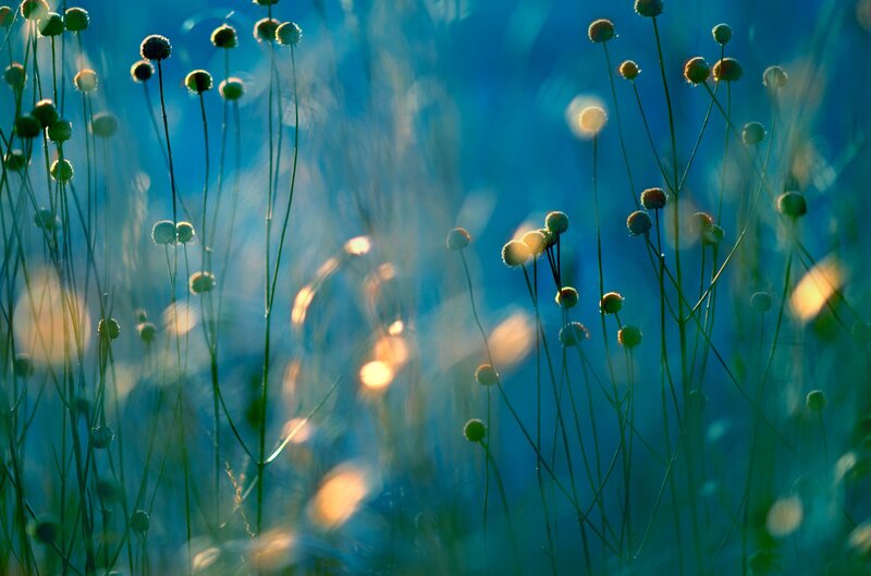 Wildflowers in Sunlight — Blue