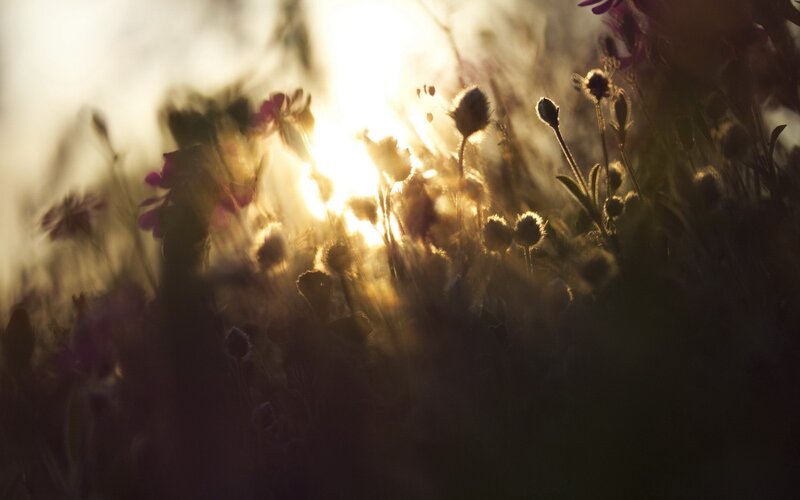 Wildflowers in Sunlight — Gold