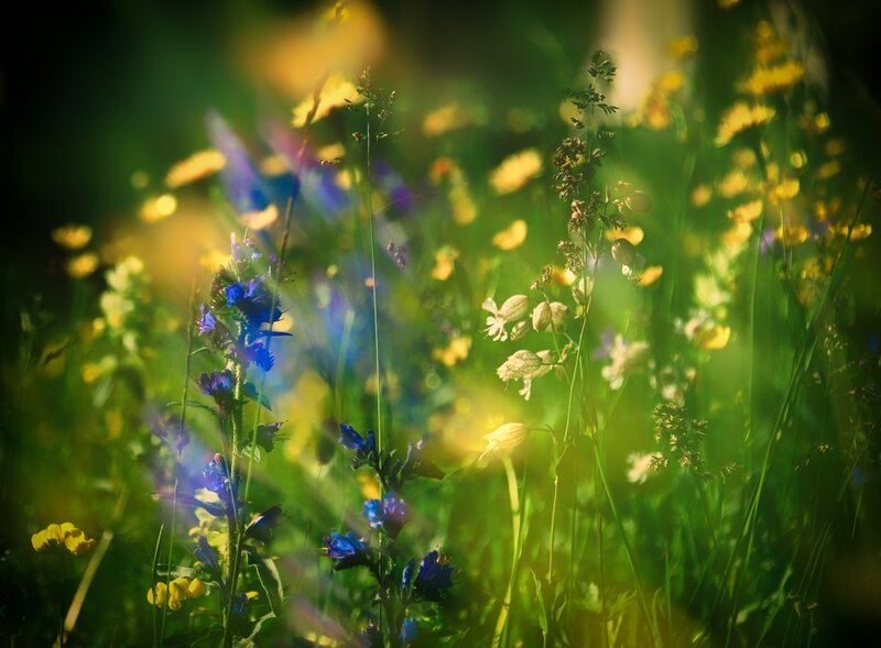 Wildflowers in Sunlight — Green, Serene