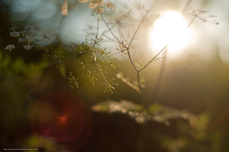 Wildflowers in Sunlight — Green