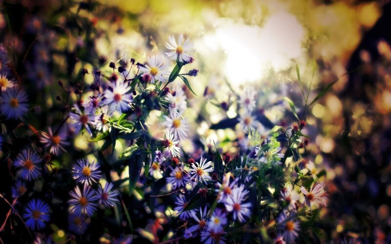 Wildflowers in Sunlight