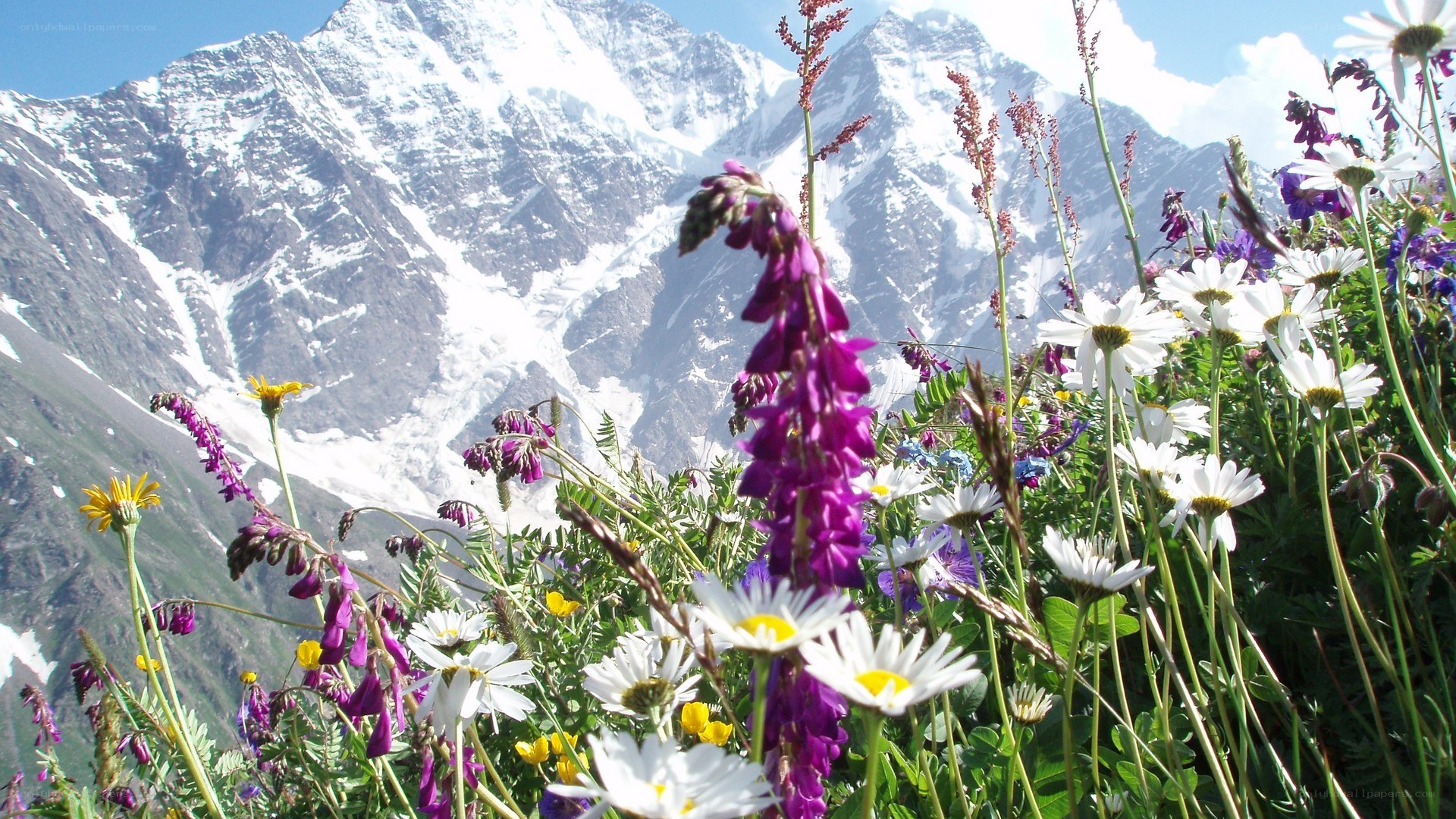 Wildflowers in the mountains