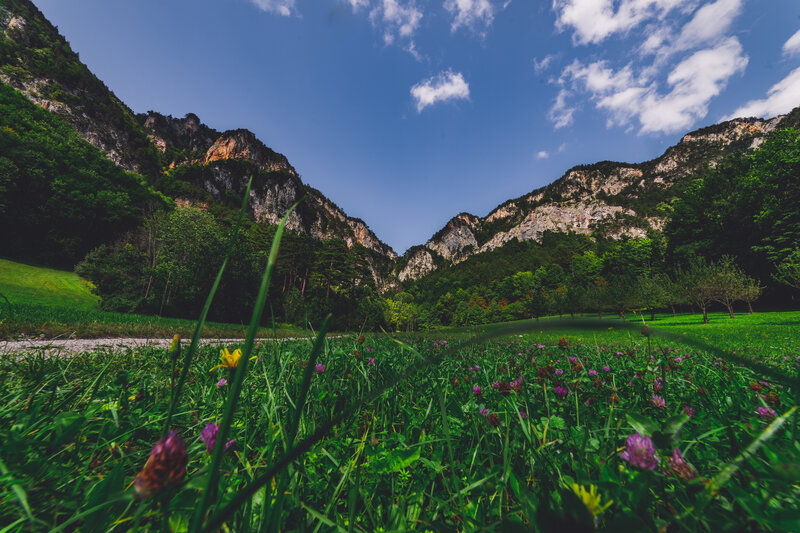 Wildflowers in Valley — Green, Serene
