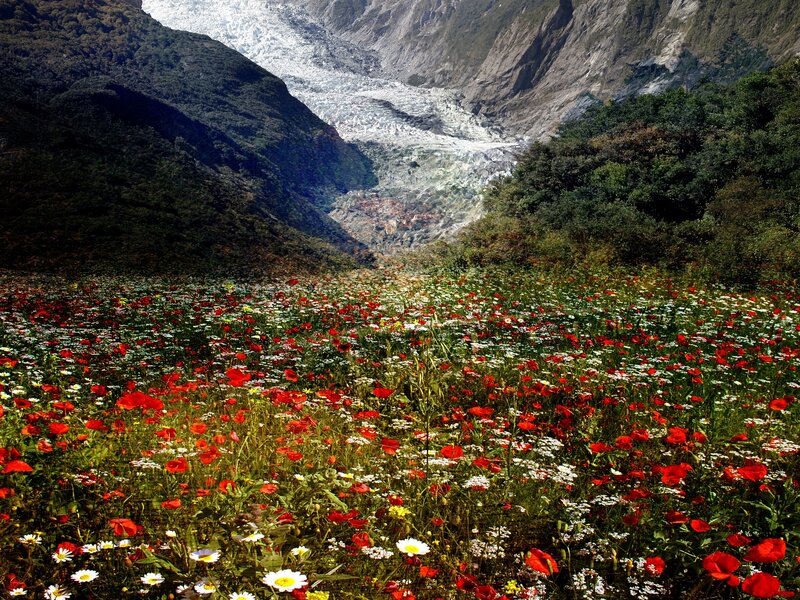 Wildflowers in Valley