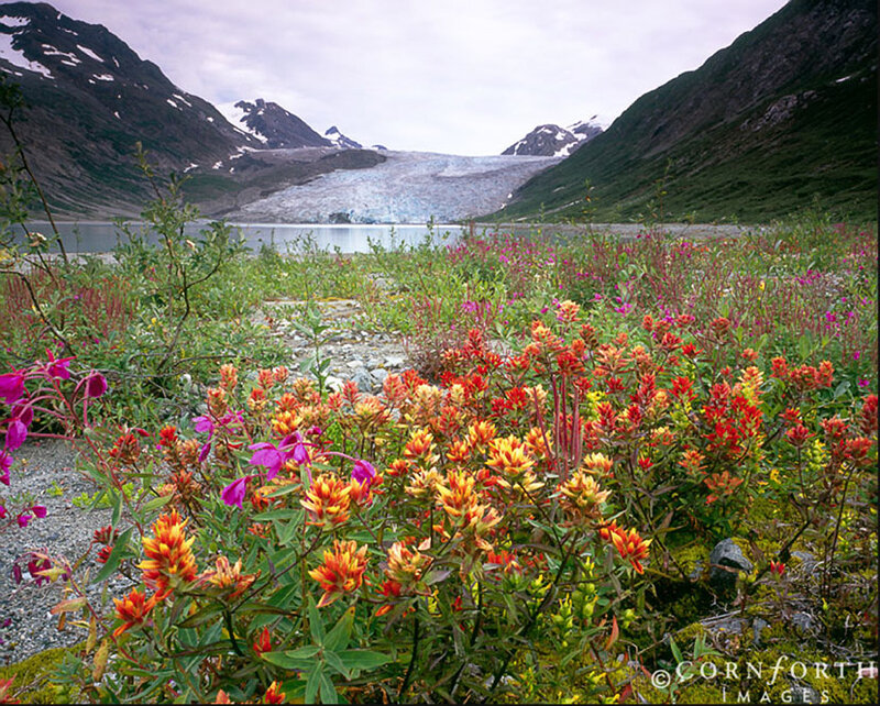 Wildflowers Near Glacier