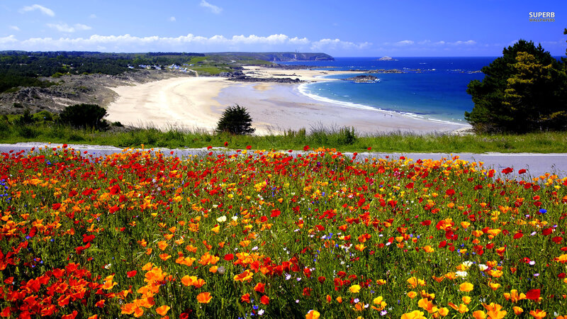 Wildflowers on a Beach — Red