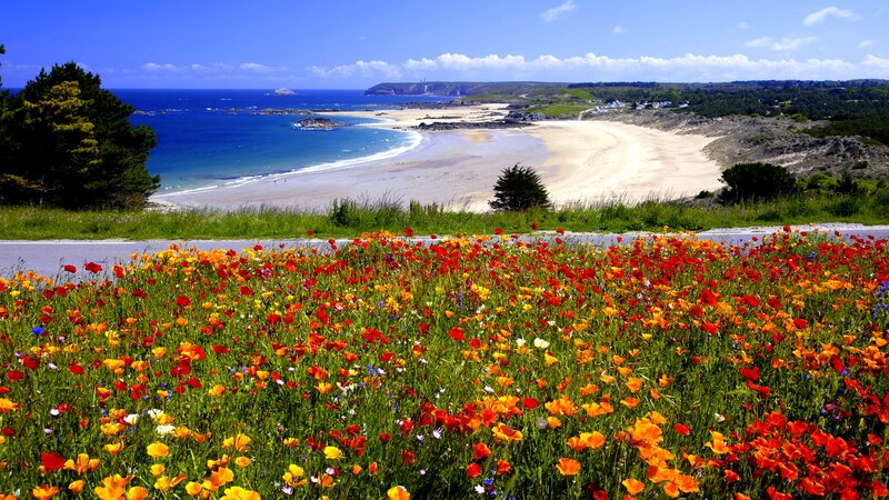 Wildflowers on a Beach