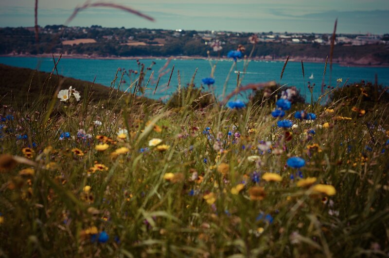 Wildflowers on a Cliff — Green, Serene, Afternoon