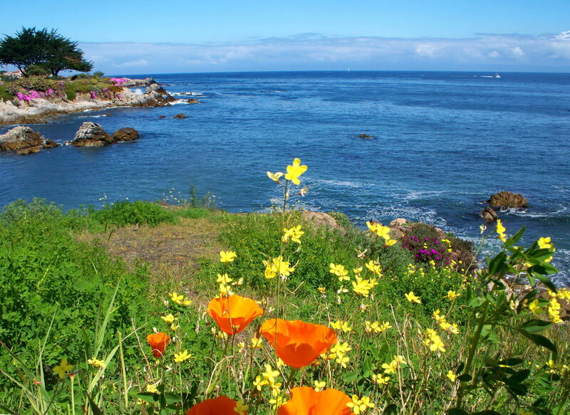 Wildflowers on a Cliff — Green