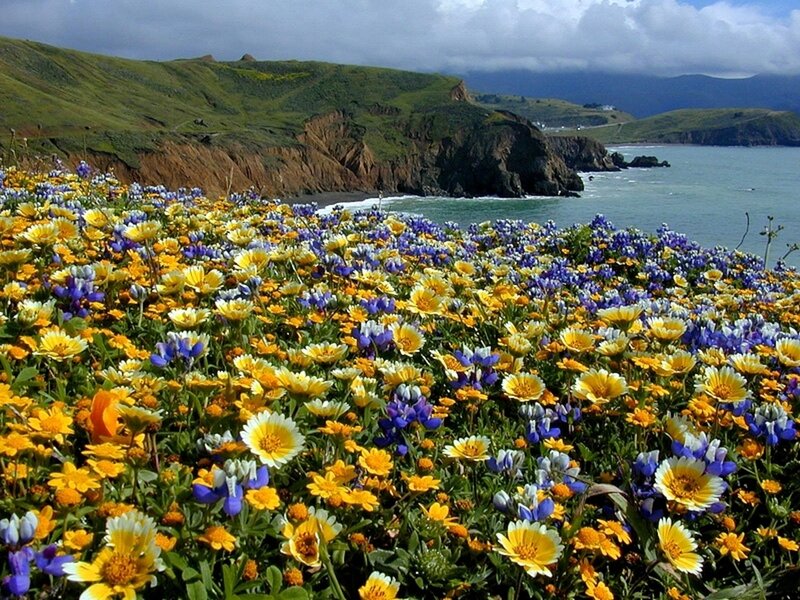 Wildflowers on a Cliff