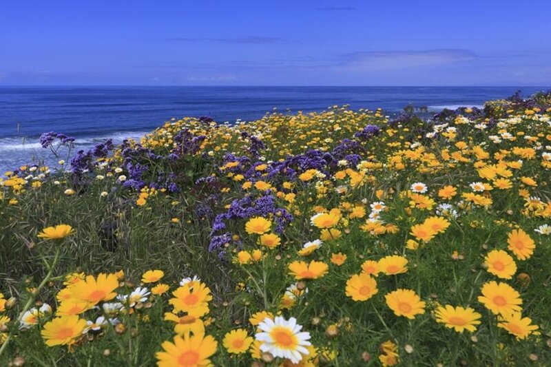 Wildflowers on a Cliff — Yellow
