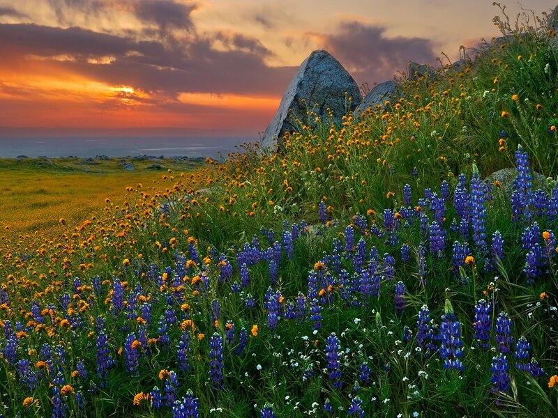 Wildflowers on a Hillside — Blue, Dramatic, Sunset, Photograph