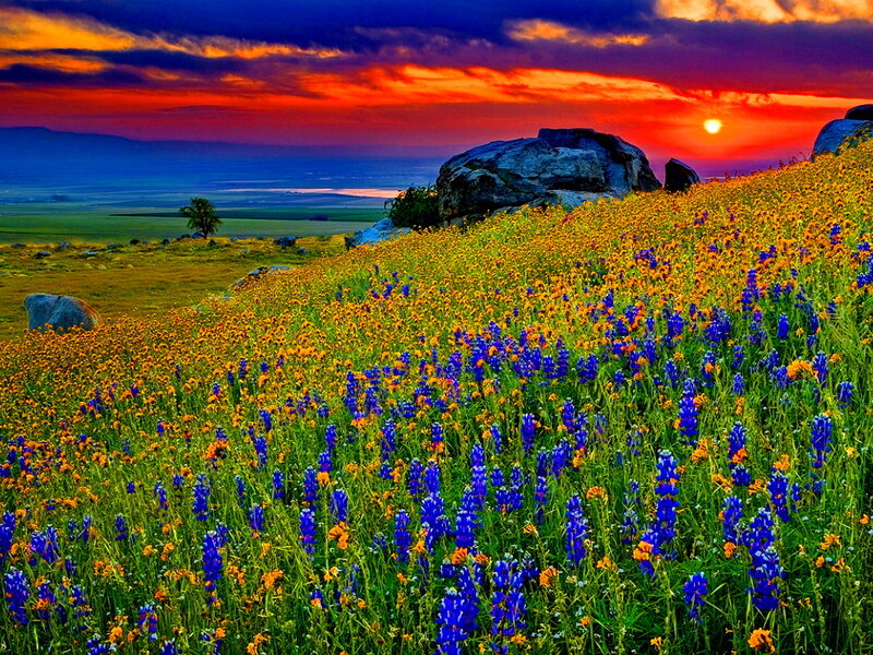 Wildflowers on a Hillside — Blue, Dramatic