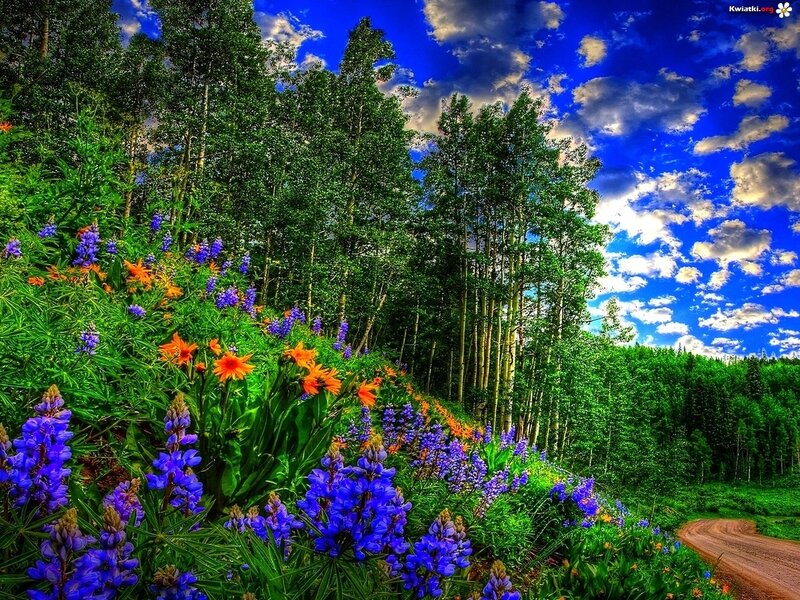 Wildflowers on a Hillside — Blue, Serene, Afternoon