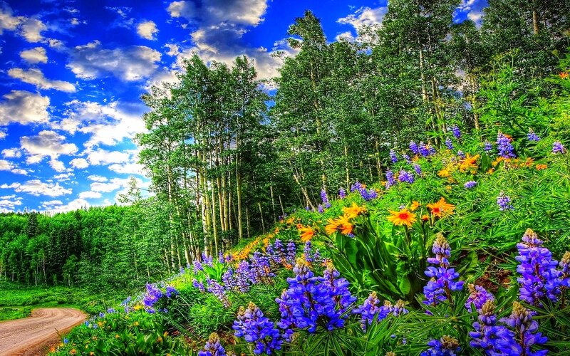 Wildflowers on a Hillside — Blue, Serene, Summer