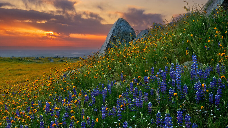 Wildflowers on a Hillside — Blue, Serene, Sunset