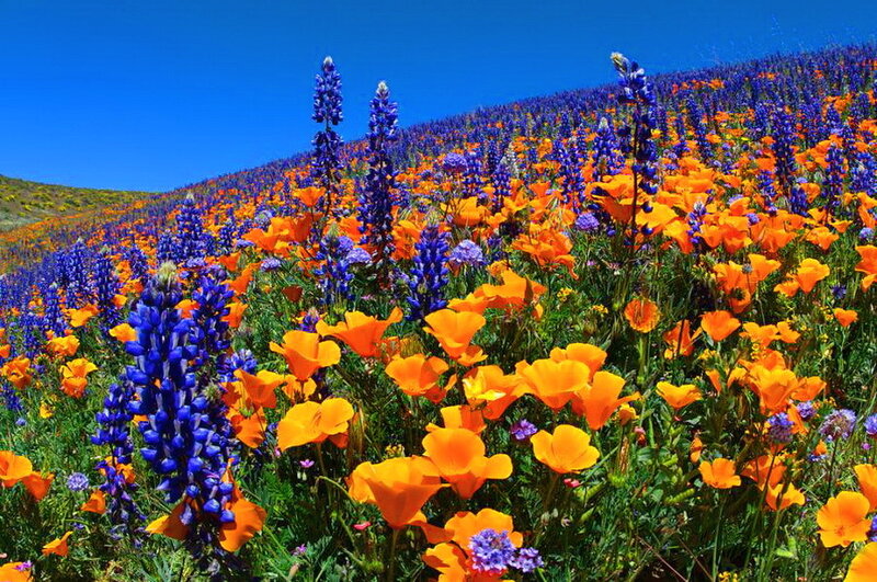 Wildflowers on a Hillside — Blue