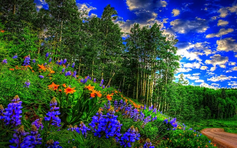 Wildflowers on a Hillside — Blue, Vibrant