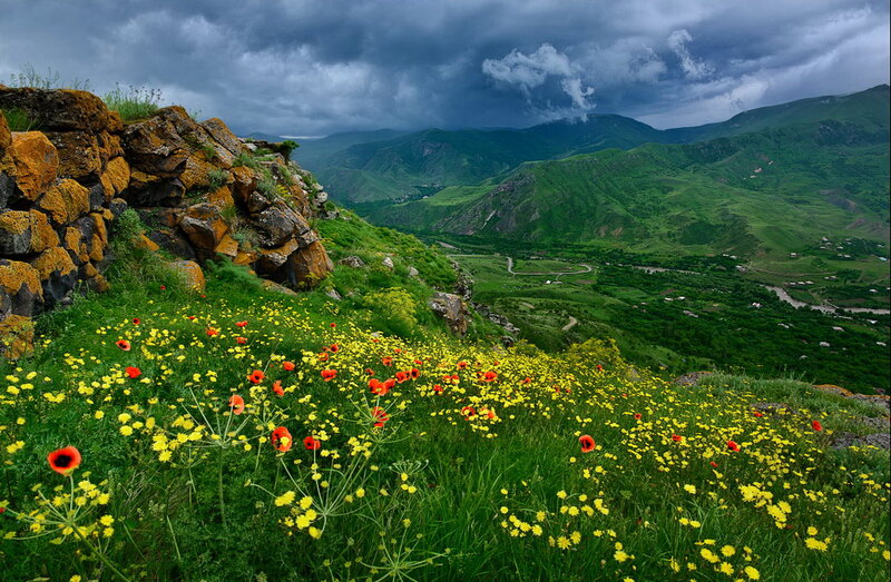 Wildflowers on a Hillside — Green, Dramatic, Afternoon