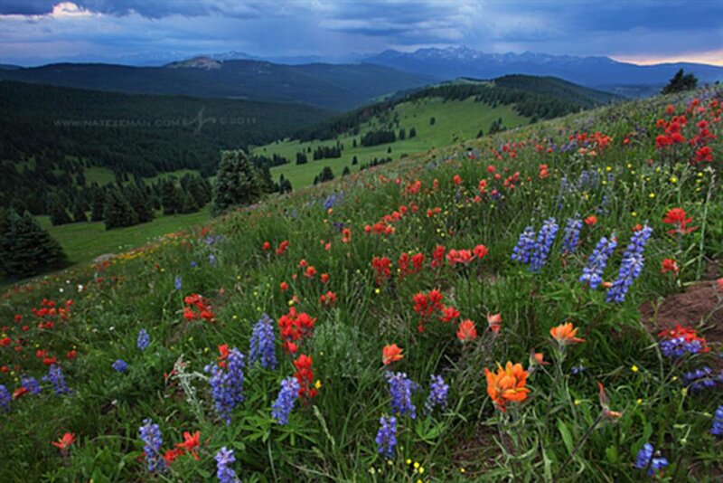 Wildflowers on a Hillside — Green, Dramatic