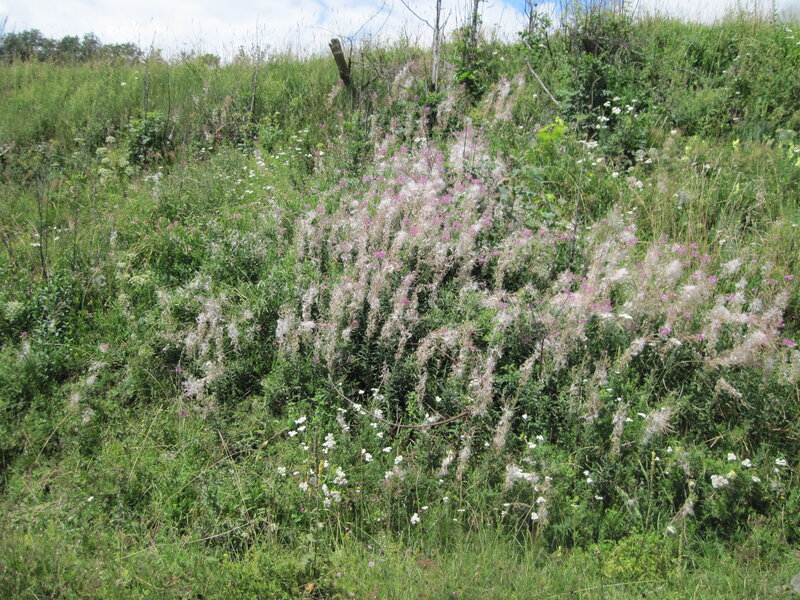 Wildflowers on a Hillside — Green, Natural