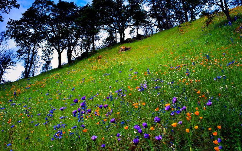 Wildflowers on a Hillside — Green, Serene, Spring