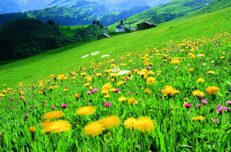 Wildflowers on a Hillside — Green, Serene, Summer