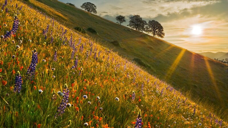 Wildflowers on a Hillside — Green, Serene, Sunset, Photograph, Sunrise
