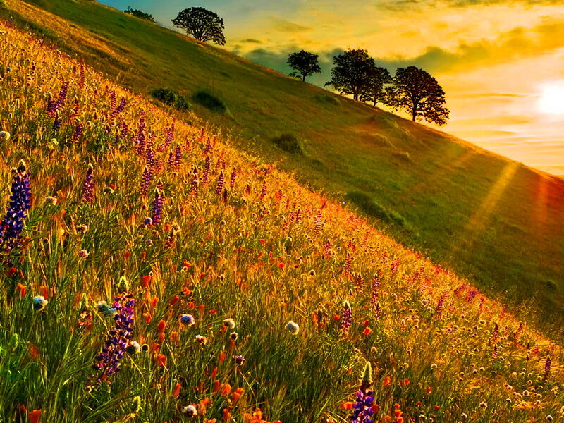 Wildflowers on a Hillside — Green, Serene, Sunset