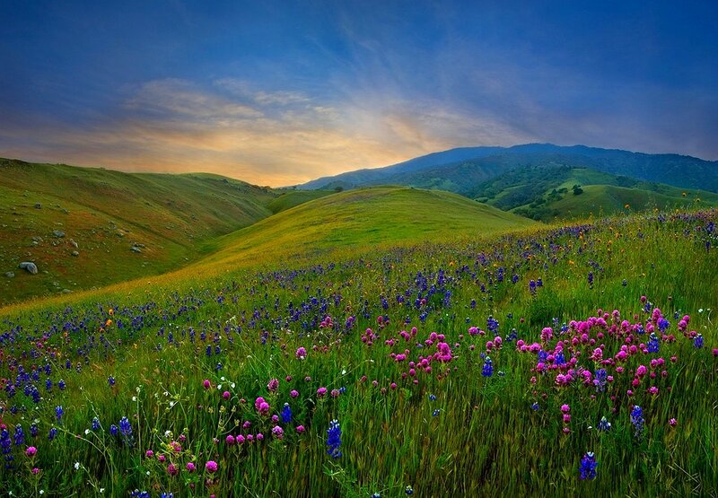 Wildflowers on a Hillside — Green