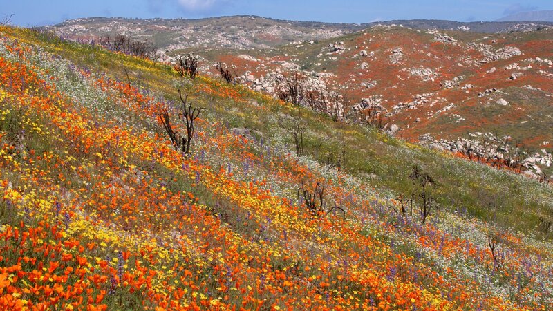 Wildflowers on a Hillside — Orange, Serene, Spring, Photograph, Hills, Rocks